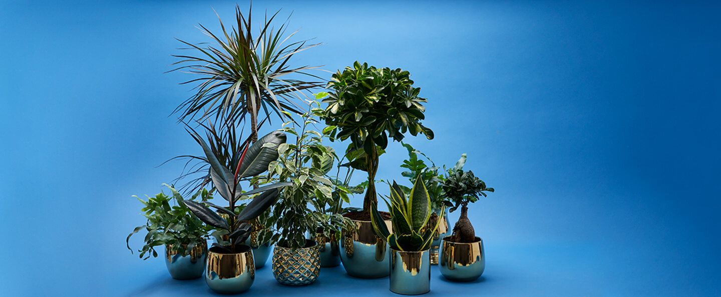 Plante RO
