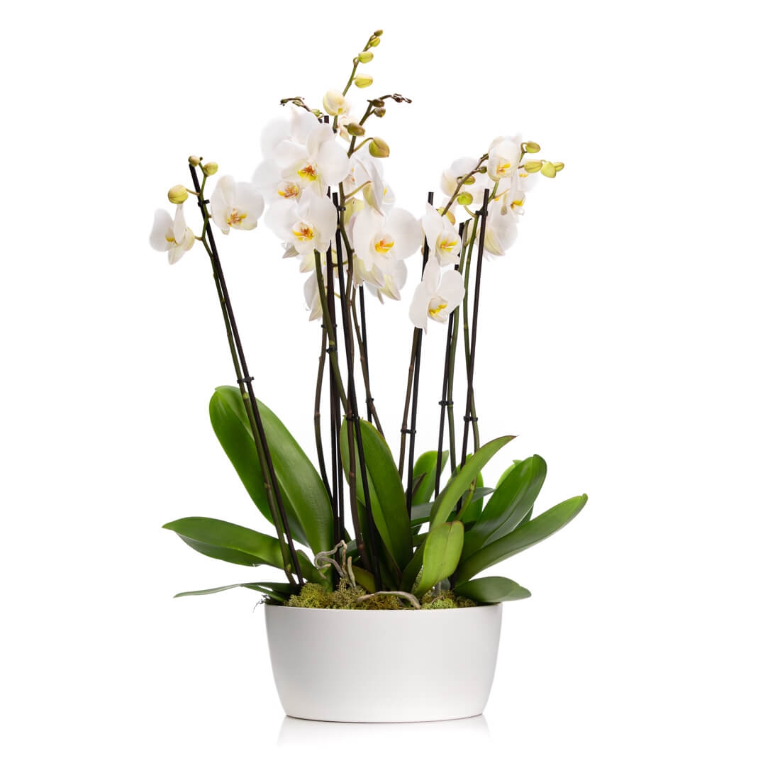 Aranjament Cu Orhidee Phalaenopsis Alb - Phalaenopsis orhidee