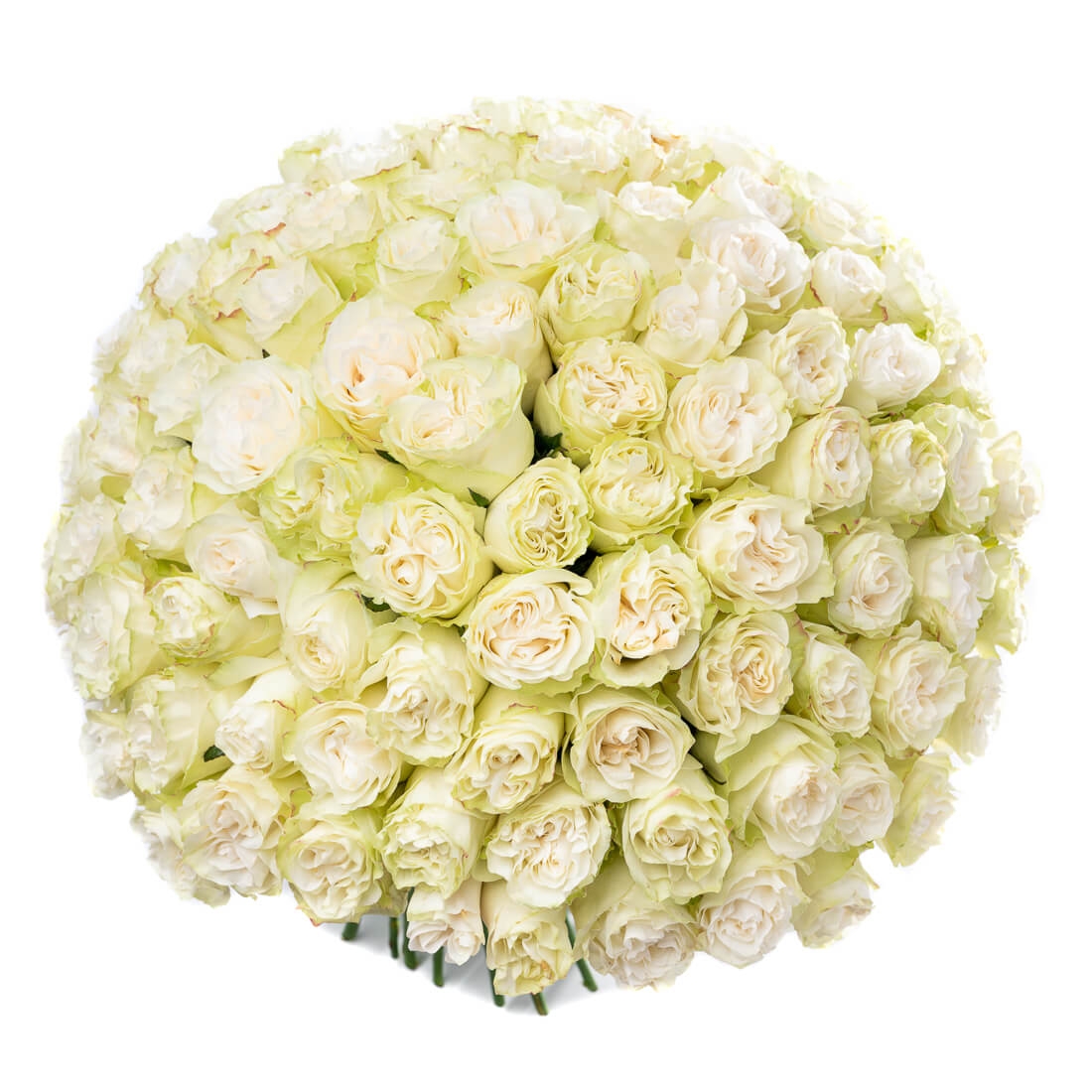 Buchet 101 trandafiri albi - Trandafiri