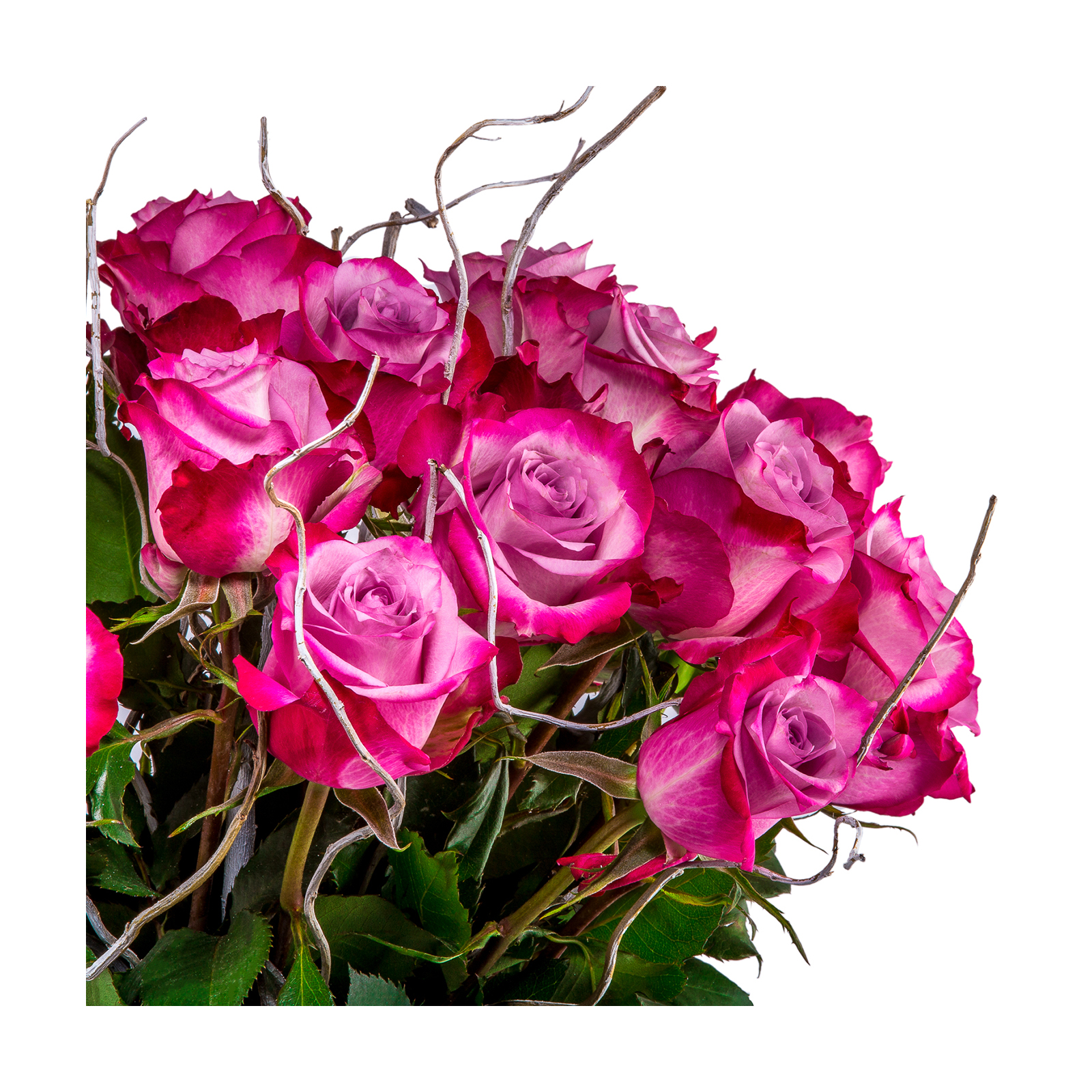 Buchet 25 Trandafiri Mov "Mystery" - Trandafiri