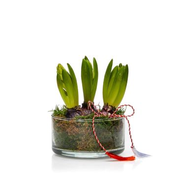  Arrangement with Hyacinth Bulbs