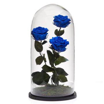 Arrangement 3 cryogenic blue roses