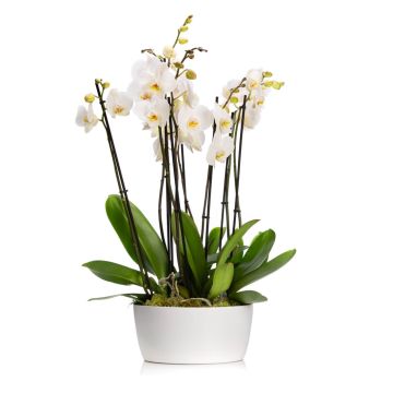 White phalaenopsis orchid in ceramic vase