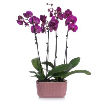 Arrangement With Orchid Phalaenopsis Mov