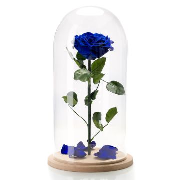 Electric blue cryogenic rose in large glass dome