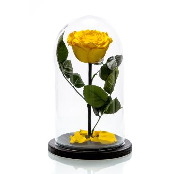 Large yellow cryogenic rose