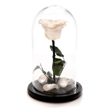 Trandafir Criogenat alb in forma de inima 