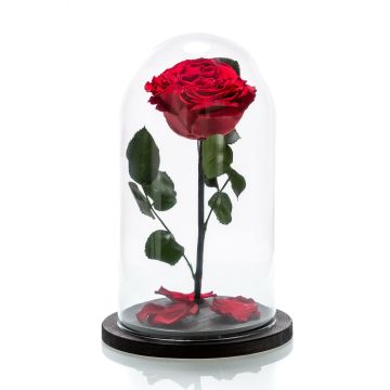 Large red cryogenic rose