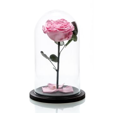 Large pink cryogenic rose