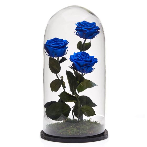 Aranjament 3 trandafiri criogenati albastri