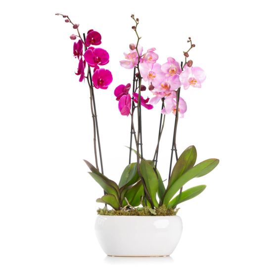 Pink phalaeopsis orchid in ceramic vase