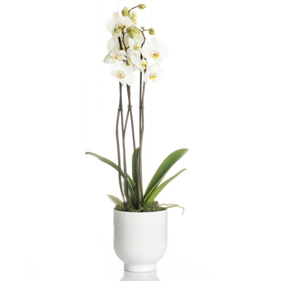 Phalaenopsis Orchid in ceramic vase