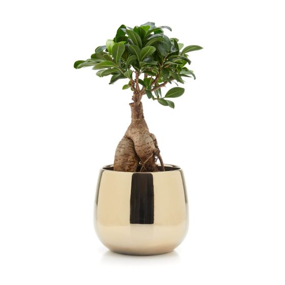 Ficus Microcarpa Ginseng