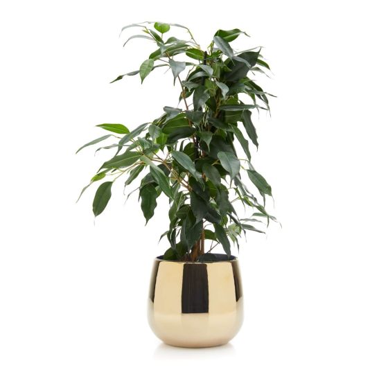 Ficus Benjamina