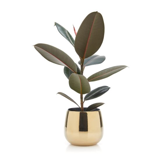 Ficus elastica