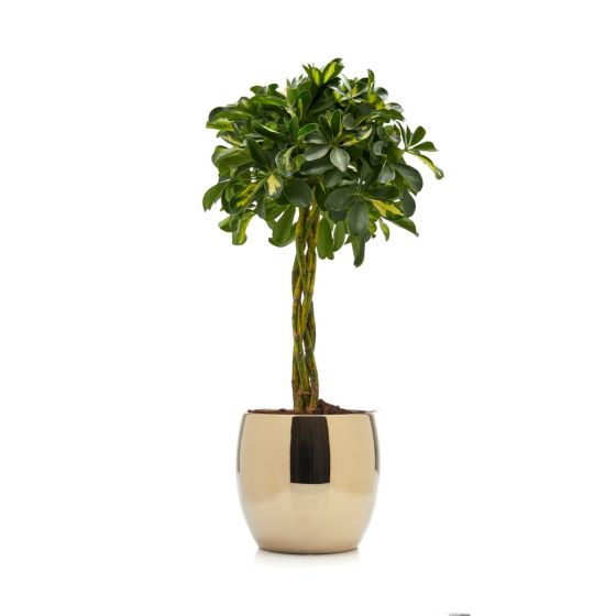 Schefflera