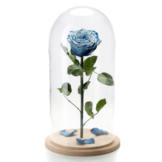Trandafir criogenat albastru degrade in cupola de sticla mare