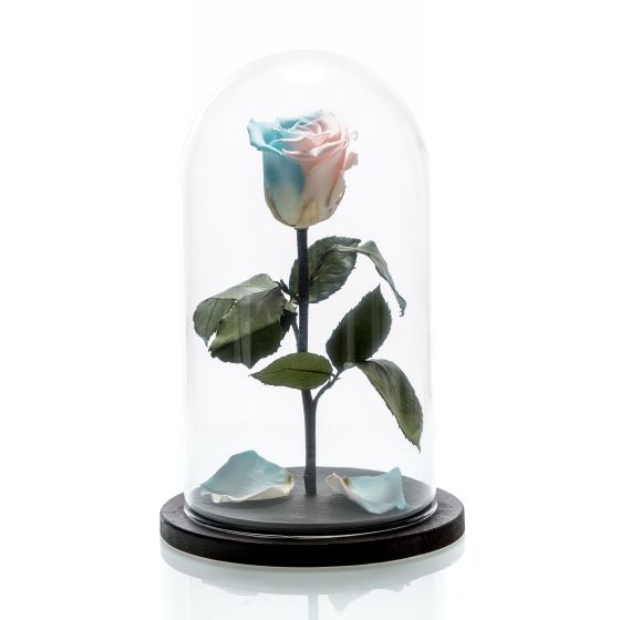 Medium two-tone cryogenic rose, blue and pink