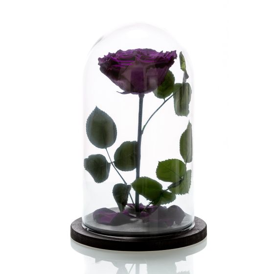 Purple cryogenic rose