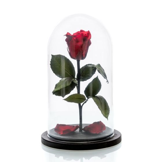 Medium red cryogenic rose