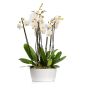 White phalaenopsis orchid in ceramic vase