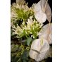 Aranjament floral anthurium alb