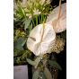 Aranjament floral anthurium alb