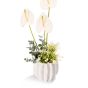 Aranjament floral cu agapanthus si anthurium alb 