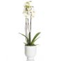 Phalaenopsis Orchid in ceramic vase