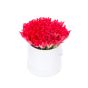 Box of 31 red tulips