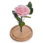Trandafir criogenat roz happy little girl