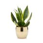 Sansevieria