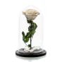White cryogenic rose