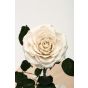 White cryogenic rose