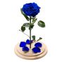 Trandafir criogenat albastru electric in cupola de sticla mare