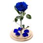 Electric blue cryogenic rose in large glass dome