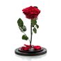 Large red cryogenic rose