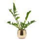 Zamioculcas