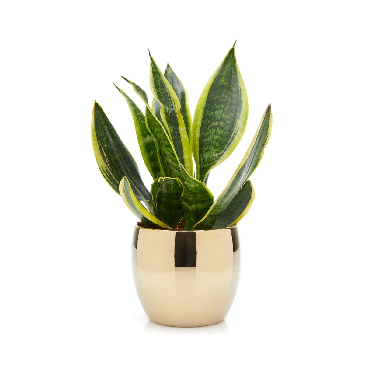 Sansevieria - Phalaenopsis orhidee