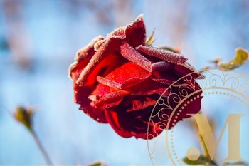 Lucruri nestiute despre trandafirii criogenati